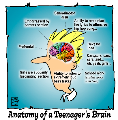 Anatomy Teenage brain
