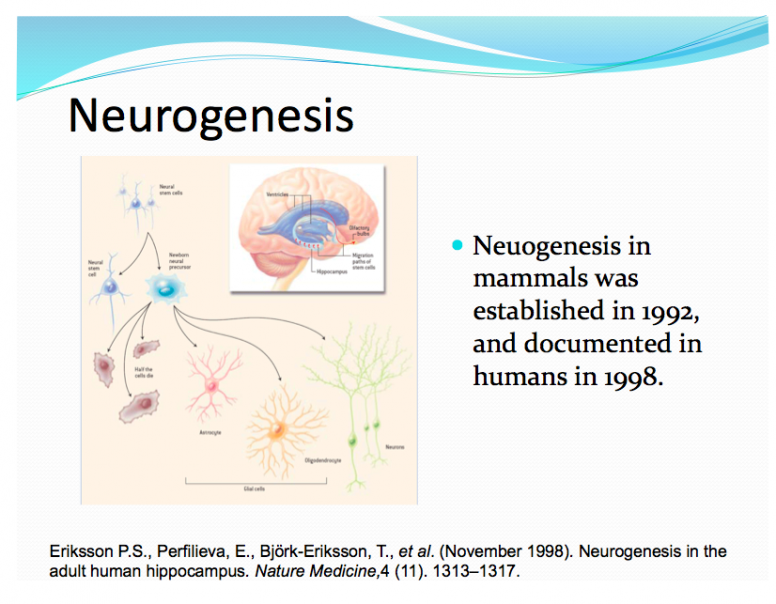 Neurogenesis A
