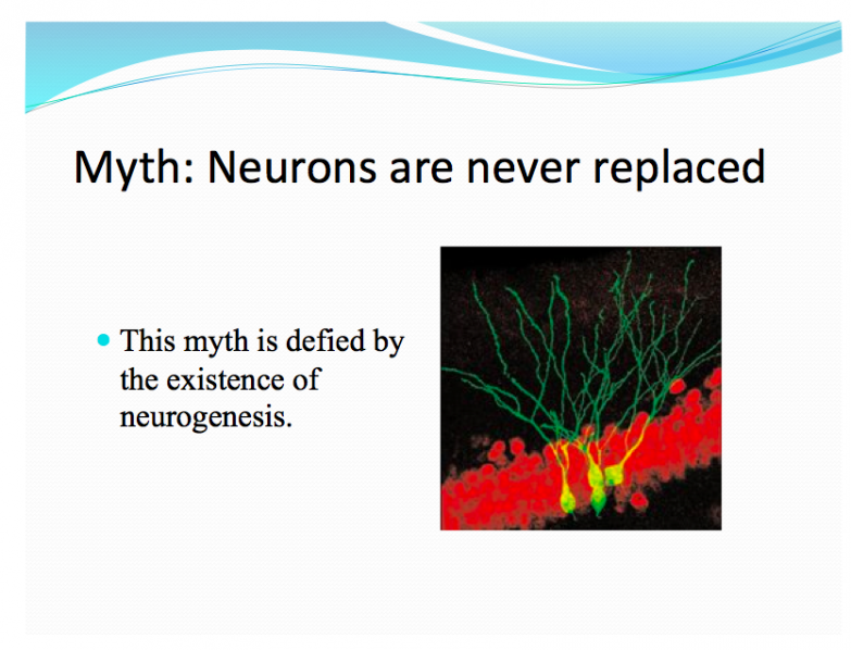 Myth Neurogenesis